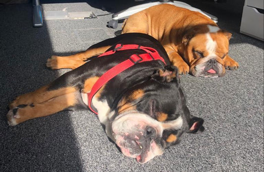 Meet the Office Dogs...